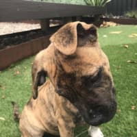 Photo of Ridge   14 Week Old Ridgeback X