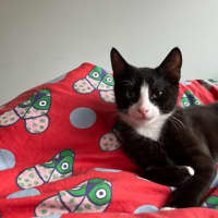 Photo of Lucky