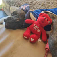 Photo of Ziggy