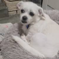 Photo of Honey   7 Year Old Shih Tzu X Pug