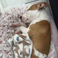 Photo of Rosie