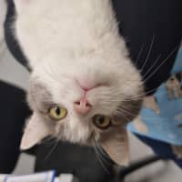 Photo of Chatterbox Aka "Chatty"