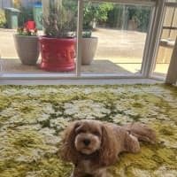 Photo of Sherlock And Willow Picton