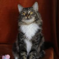 Photo of Little Chef