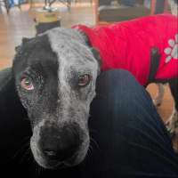 Photo of Django