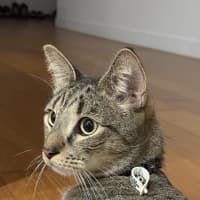 Photo of Tigga