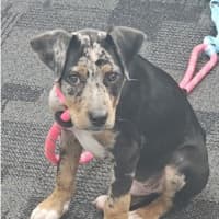 Photo of Patch