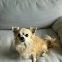 Photo of Ace