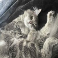 Photo of Trowel   In Foster Care In Greensborough