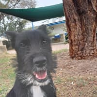 Photo of Smiffy