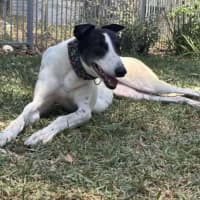 Photo of Perdita, The Greyhound