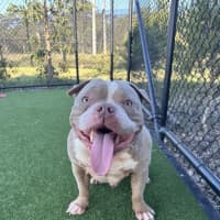 Photo of Potato Imp 1469