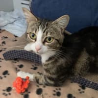 Photo of Possum  Meet Me At Pe Tstock Milperra!