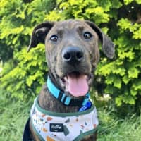 Photo of Missy   3 Month Old Bull Arab X