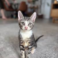 Photo of Possum