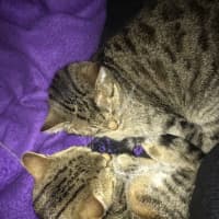 Photo of Max And Bunny (Bonded Pair)