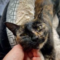 Photo of Arya