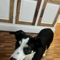 Photo of Bella