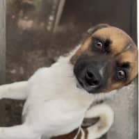 Photo of Bodie