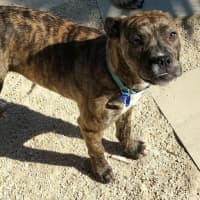 Photo of Sissy  11 Month Staffy X Frenchie(on Trial 10/9/24