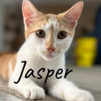 Photo of Jasper