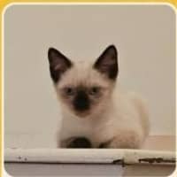 Photo of Lotus