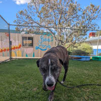 Photo of Lenny (Yeti)