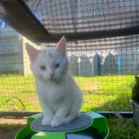 Photo of Lamington