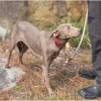 Photo of Althea