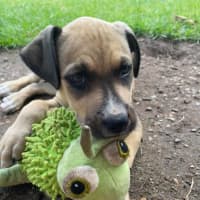 Photo of Pip   11 Week Old Kelpie X