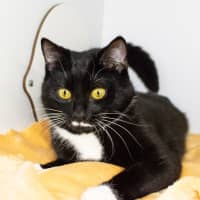 Photo of Tuna