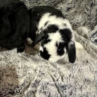 Photo of Black Beauty And Happy Feet 