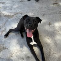 Photo of Chief