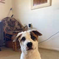 Photo of Tofu   4 Month Old Sharpei X Bull Mastiff