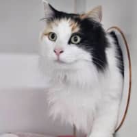 Photo of Angel