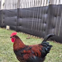 Photo of 4 X Roosters Nibbles  Kentucky  Nugget  Popcorn