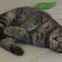 Photo of Orion