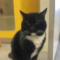 Photo of Captain Jack Sparrow 