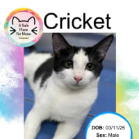 Photo of Cricket