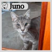 Photo of Juno