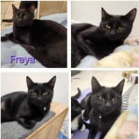 Photo of Freya