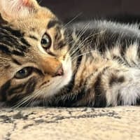 Photo of Sprinkles