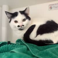 Photo of Olive