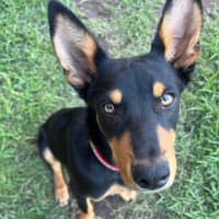 Photo of Chip   6 Month Old Kelpie X (Trial)
