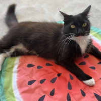 Photo of Catsby