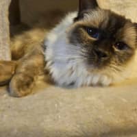 Photo of Bambi   Located In Roxburgh Park