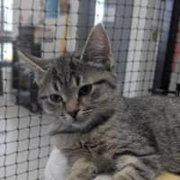 Photo of 🥜 Norton 6893 🥜