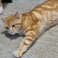 Photo of Sol