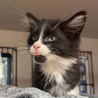 Photo of Biscuit