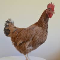 Photo of Kelly Cluckson
